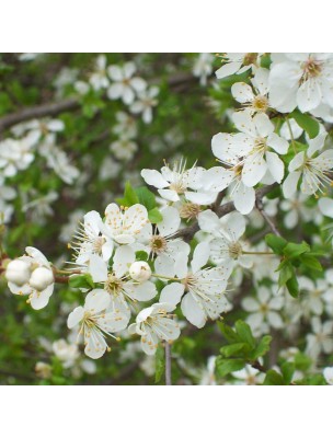 https://www.louis-herboristerie.com/10082-home_default/hawthorn-bio-suspension-integral-of-fresh-plant-sipf-100-ml-synergia.jpg