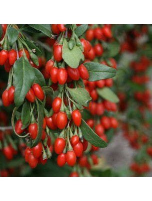 Image 10149 supplémentaire pour Goji Bio - Baies séchées 200g - Lycium barbarum L.