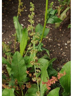 Image 10212 supplémentaire pour Patience - Dépurative et Stimulante Teinture-mère Rumex patientia 50 ml - Herbiolys