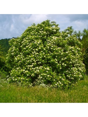 Image 10213 supplémentaire pour Sureau Bio - Fleur 100g - Tisane de Sambucus nigra L.