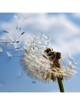 Image 10226 supplémentaire pour Pissenlit Bio - Dépuratif Teinture-mère Taraxacum officinalis 50 ml - Biover