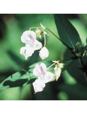 https://www.louis-herboristerie.com/10235-home_default/impatiens-impatiente-20-ml-n18-fleurs-de-bach-original.jpg