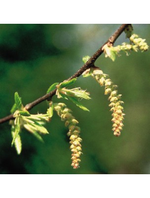 https://www.louis-herboristerie.com/10236-home_default/hornbeam-charme-20-ml-n-17-fleurs-de-bach-original.jpg