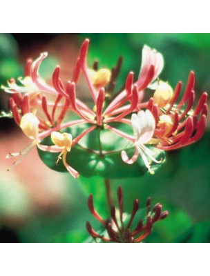 https://www.louis-herboristerie.com/10237-home_default/honeysuckle-chevrefeuille-n-16-nostalgie-20ml-fleurs-de-bach-original.jpg