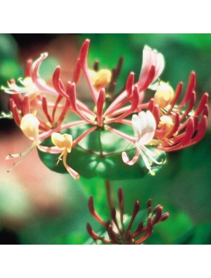 https://www.louis-herboristerie.com/10237-home_default/honeysuckle-n-16-nostalgia-20ml-flowers-of-bach-original.jpg