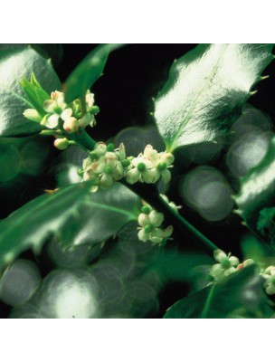 https://www.louis-herboristerie.com/10238-home_default/holly-houx-20-ml-n15-fleurs-de-bach-original.jpg