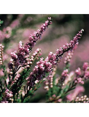 https://www.louis-herboristerie.com/10239-home_default/heather-bruyre-20-ml-n-14-fleurs-de-bach-original.jpg