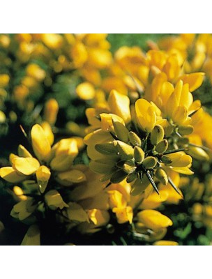 https://www.louis-herboristerie.com/10240-home_default/gorse-n13-despair-20ml-flowers-of-bach-original.jpg