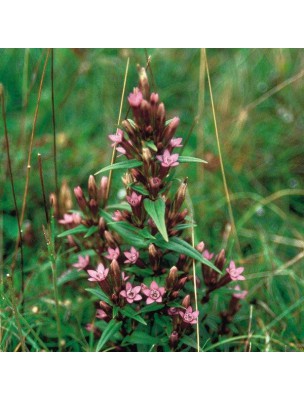 https://www.louis-herboristerie.com/10241-home_default/gentian-gentiane-20-ml-n-12-fleurs-de-bach-original.jpg