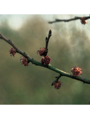 https://www.louis-herboristerie.com/10242-home_default/elm-orme-20-ml-n-11-fleurs-de-bach-original.jpg