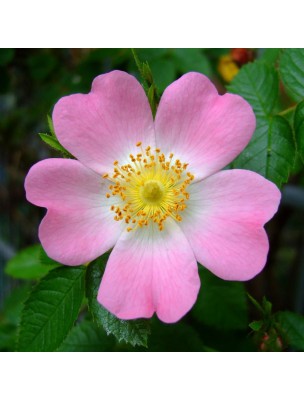 https://www.louis-herboristerie.com/10268-home_default/wild-rose-bud-organic-childhood-immunity-15-ml-herbalgem.jpg