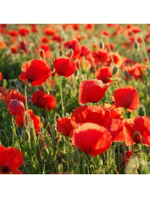 Image 10276 supplémentaire pour Coquelicot Bio - Pétales 50g - Tisane de Papaver rhoeas L.