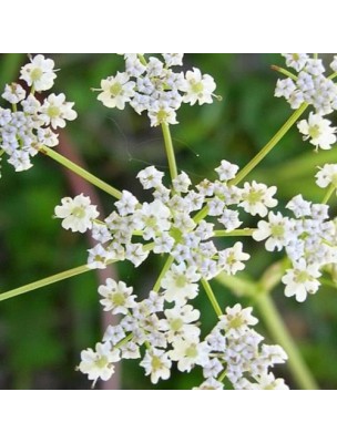 Image 10283 supplémentaire pour Cumin Bio - Graines 100g - Tisane de Cuminum cyminum L.