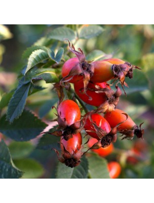 Petite image du produit Cynorrhodon Bio - Fruits coupés de l'églantier 100g - Tisane de Rosa canina L.