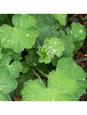 Image 10306 supplémentaire pour Alchémille Bio - Partie aérienne coupée 100g - Tisane d'Alchemilla vulgaris L.