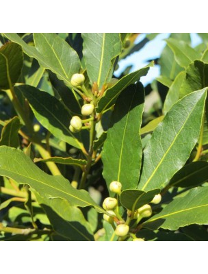 Image 10312 supplémentaire pour Laurier noble Bio - Feuilles coupées 50g - Tisane de Laurus nobilis L.