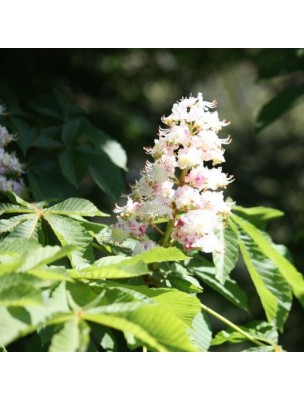 Image 10317 supplémentaire pour Marron d'Inde Bio - Fruit concassé 100g - Tisane Aesculus hippocastanum L.