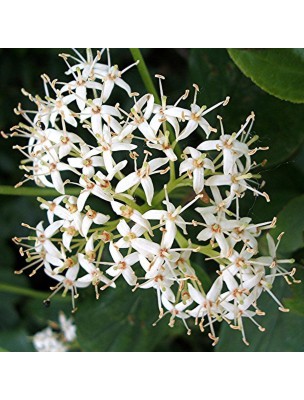 https://www.louis-herboristerie.com/10326-home_default/cornouiller-bourgeon-bio-15-ml-herbalgem.jpg
