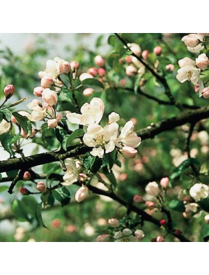 https://www.louis-herboristerie.com/10524-home_default/crab-apple-pommier-20-ml-n-10-fleurs-de-bach-original.jpg