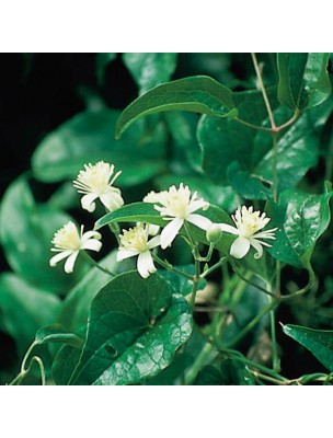 https://www.louis-herboristerie.com/10525-home_default/clematis-clmatite-20-ml-n9-fleurs-de-bach-original.jpg