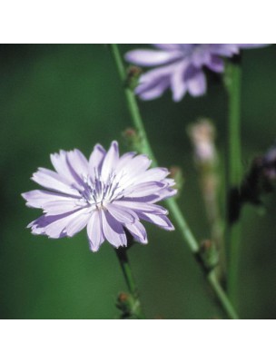 https://www.louis-herboristerie.com/10526-home_default/chicory-chicore-20-ml-n-8-fleurs-de-bach-original.jpg