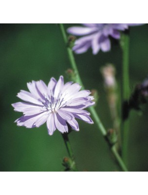 https://www.louis-herboristerie.com/10526-home_default/chicory-n-8-possessive-love-20-ml-flowers-of-bach-original.jpg