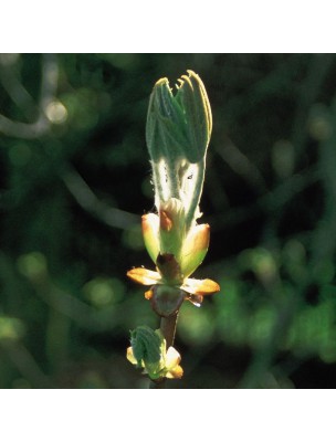 https://www.louis-herboristerie.com/10527-home_default/chesnut-bud-marronnier-20-ml-n-7-fleurs-de-bach-original.jpg