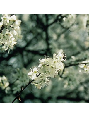 https://www.louis-herboristerie.com/10528-home_default/cherry-plum-prunus-n6-loss-of-control-20-ml-flowers-of-bach-original.jpg