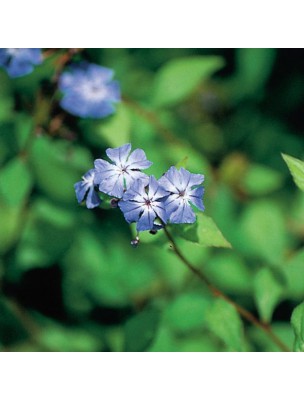 Image 10529 supplémentaire pour Cerato (Plumbago) N°5 - Confiance 20 ml - Fleurs de Bach Original