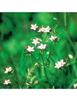 https://www.louis-herboristerie.com/10530-home_default/centaury-centaure-20-ml-n4-fleurs-de-bach-original.jpg
