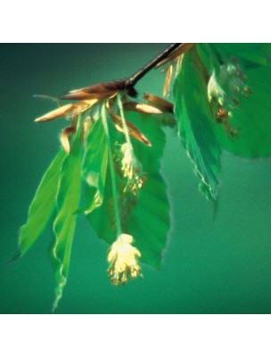 https://www.louis-herboristerie.com/10531-home_default/beech-htre-20-ml-n3-fleurs-de-bach-original.jpg