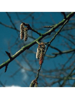https://www.louis-herboristerie.com/10532-home_default/aspen-tremble-20-ml-n2-fleurs-de-bach-original.jpg