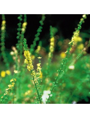 https://www.louis-herboristerie.com/10533-home_default/agrimony-aigremoine-20-ml-n1-fleurs-de-bach-original.jpg