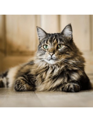 https://www.louis-herboristerie.com/10590-home_default/kitty-senior-supporting-impaired-function-in-older-cats-50-ml-hilton-herbs.jpg