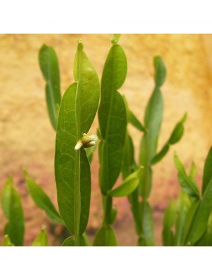 https://www.louis-herboristerie.com/10601-home_default/baccharis-trimera-drainage-and-elimination-90-capsules-guayapi.jpg