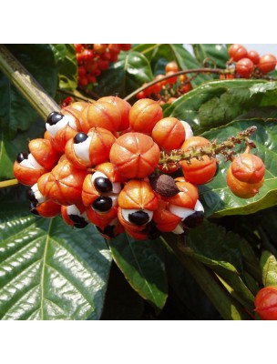 Image 10634 supplémentaire pour Warana, Guarana d'origine Bio - Tonus et vitalité 100 gélules - Guayapi