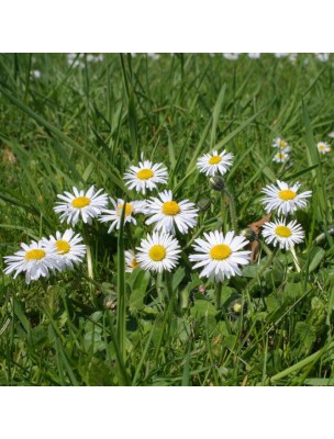 Image 10659 supplémentaire pour Pâquerette (Bellis) Bio - Teinture-mère Bellis perennis 50 ml - Herbiolys