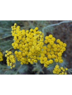 Image 10666 supplémentaire pour Immortelle (Hélichryse italienne) Bio - Circulation Teinture-mère Helichrysum italicum 50 ml - Herbiolys