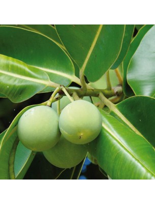 Image 10776 supplémentaire pour Calophylle (Tamanu) Bio - Huile végétale Calophyllum inophyllum 50 ml - Pranarôm