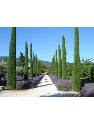 Image 10779 supplémentaire pour Cyprès de Provence (Cyprès toujours vert) Bio - HE de Cupressus sempervirens 30 ml - Pranarôm