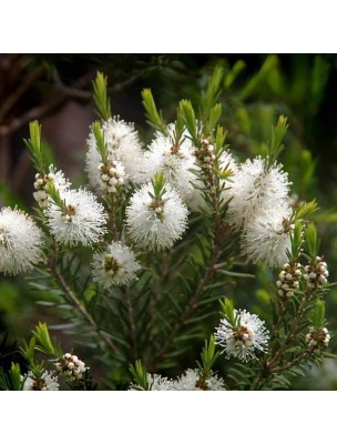 Image 10829 supplémentaire pour Tea tree Bio (Arbre à thé) - Huile essentielle de Melaleuca alternifolia 10 ml - Pranarôm