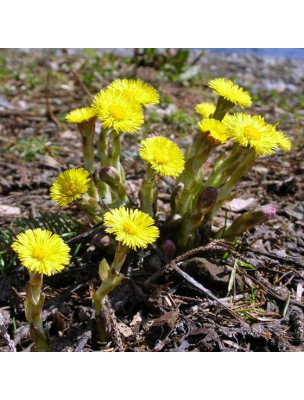 Image 10937 supplémentaire pour Tussilage Bio - Feuille coupée 100g -Tisane de Tussilago farfara L.