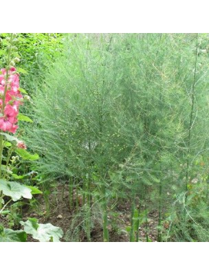 https://www.louis-herboristerie.com/10942-home_default/asparagus-organic-draineur-mother-tincture-asparagus-officinalis-50-ml-herbiolys.jpg