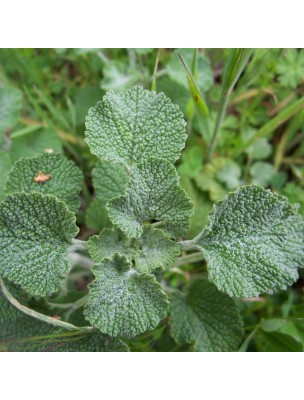 Image 10955 supplémentaire pour Marrube Blanc Bio - Voies respiratoires Teinture-mère Marrubium vulgare 50 ml - Herbiolys