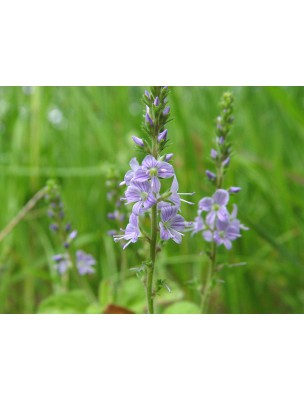 Image 11126 supplémentaire pour Véronique d'Europe - Partie aérienne coupée 100g - Tisane Veronica officinalis