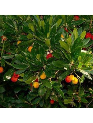 Image 11162 supplémentaire pour Arbousier Bio - Voies urinaires Teinture-mère Arbutus unedo 50 ml - Herbiolys