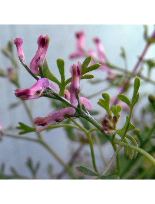 Image 11167 supplémentaire pour Fumeterre Bio - Foie Teinture-mère Fumaria officinalis 50 ml - Herbiolys