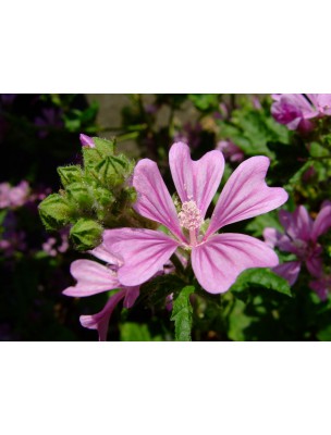 Image 11175 supplémentaire pour Mauve Bio - Voies respiratoires Teinture-mère Malva sylvestris 50 ml - Herbiolys