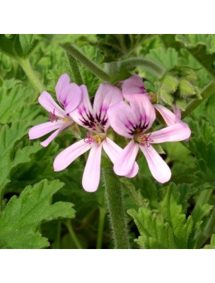 Image 11185 supplémentaire pour Géranium d'Egypte - Huile essentielle de Pelargonium x asperum 10 ml - Pranarôm