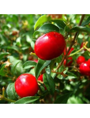 https://www.louis-herboristerie.com/11191-home_default/acerola-bio-vitamine-c-naturelle-90-comprimes-purasana.jpg
